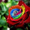 Rainbow Flowers Diamond Painting Kit - DIY Rainbow Flowers-16