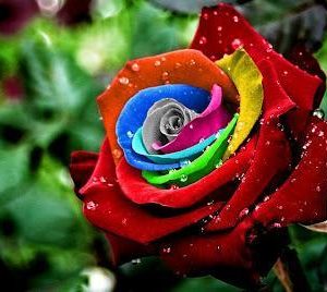 Rainbow Flowers Diamond Painting Kit - DIY Rainbow Flowers-16