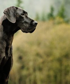 Great Dane See Diamond Painting Kit - DIY