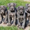 Great Dane Puppy Diamond Painting Kit - DIY