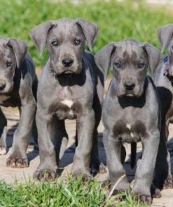 Great Dane Puppy Diamond Painting Kit - DIY