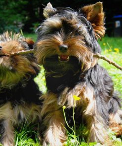 Yorkie Playing Diamond Painting Kit - DIY