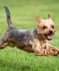 Yorkie Fly Diamond Painting Kit - DIY