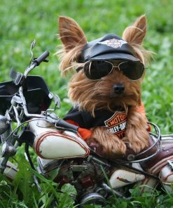 Yorkie Motorized New Diamond Painting Kit - DIY