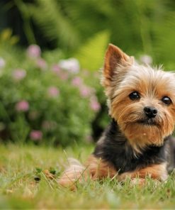 Yorkie Cute Diamond Painting Kit - DIY