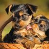 Yorkie Cute Love Diamond Painting Kit - DIY