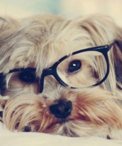 Yorkie Study Diamond Painting Kit - DIY