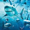 Sharks Animal Diamond Painting Kit - DIY