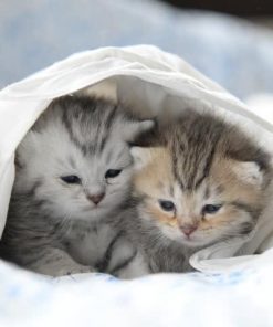 5d Cat Diamond Painting Kit - Premium-1