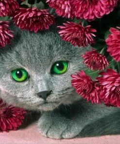 5d Cat Diamond Painting Kit Premium-17