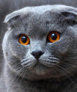 5d Cat Diamond Painting Kit Premium-23