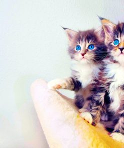 5d Cat Diamond Painting Kit Premium-26