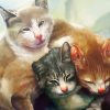 5d Cat Diamond Painting Kit Premium-27