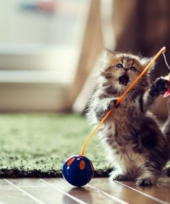 5d Cat Diamond Painting Kit Premium-31