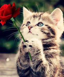 5d Cat Diamond Painting Kit Premium-35