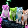 5d Cat Diamond Painting Kit Premium-43