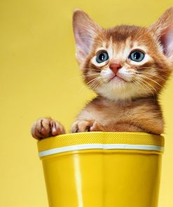 5d Cat Diamond Painting Kit Premium-45