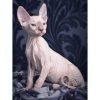 5d Cat Diamond Painting Kit Premium-60