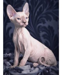 5d Cat Diamond Painting Kit Premium-60