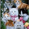 5d Cat Diamond Painting Kit Premium-71
