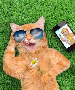 5d Cat Diamond Painting Kit Premium-74