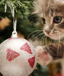 5d Cat Diamond Painting Kit Premium-75