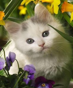 5d Cat Diamond Painting Kit Premium-83