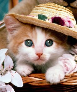 5d Cat Diamond Painting Kit Premium-85